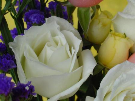 rose blanche parmi les roses